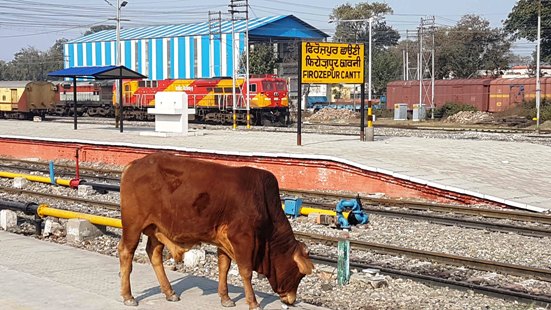 Stray animals rule railway tracks, install catchers at entry points