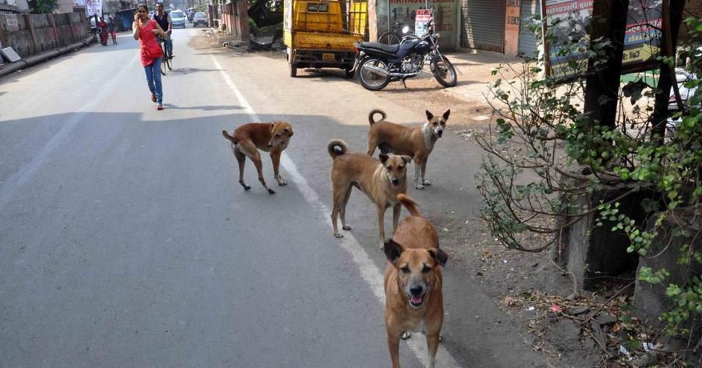 CAWA launches dog sterilization project in border town Ferozepur