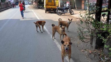 CAWA launches dog sterilization project in border town Ferozepur