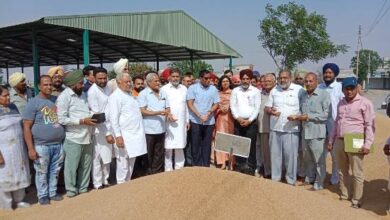 MLA Rajneesh Dahiya and DC kickstarts wheat procurement at  Talwandi Bhai