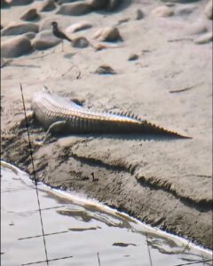 Crocodiles spotted for first time in Sutlej River, locals worried