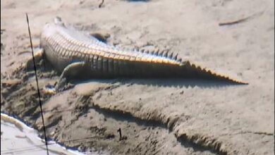 Crocodiles spotted for first time in Sutlej River, locals worried