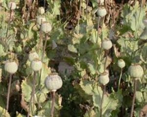 Illegal poppy plantation busted in Ferozepur