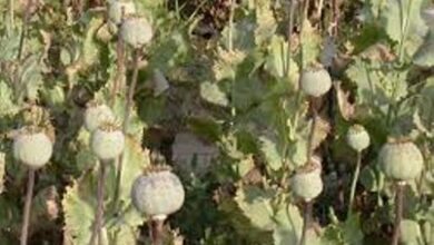 Illegal poppy plantation busted in Ferozepur