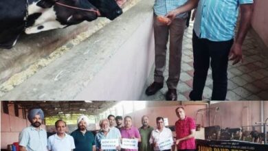 Lions Club Ferozepur Launches First Project of the Year with Support to Gaushala Cows