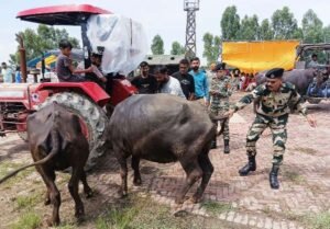फिरोजपुर के बाढ़ प्रभावित गांवों में मवेशियों को बचाने के लिए बीएसएफ आगे आया फिरोजपुर के बाढ़ प्रभावित गांवों में मवेशियों को बचाने के लिए बीएसएफ आगे आया