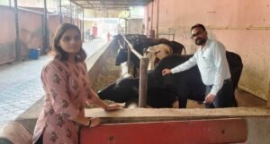 ਪਸ਼ੂਆਂ ਵਿਚ ਮੂੰਹ ਖੁਰ ਬਿਮਾਰੀ ਤੋਂ ਬਚਾਅ ਲਈ ਟੀਕਾਕਰਨ ਦੀ ਵਿਆਪਕ ਮੁਹਿੰਮ ਸ਼ੁਰੂ