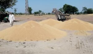 ਕਿਸਾਨਾਂ ਦੀ ਕਣਕ ਦੀ ਖਰੀਦ ਬਿਨਾਂ ਸ਼ਰਤ ਖਰੀਦ ਏਜੰਸੀਆਂ ਤੋਂ ਤੁਰੰਤ ਸ਼ੁਰੂ ਕਰਾਵਾਏ ਮਾਨ ਸਰਕਾਰ