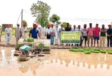 PAU-KVK ने धान की मशीनी रोपाई को बढ़ावा देने के लिए 'खेत दिवस' आयोजित किया