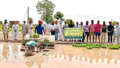 PAU-KVK ने धान की मशीनी रोपाई को बढ़ावा देने के लिए 'खेत दिवस' आयोजित किया