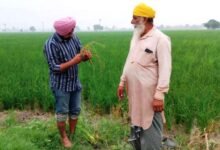ਝੋਨੇ ਵਿੱਚ ਮਧਰੇਪਣ ਦੇ ਰੋਗ ਪ੍ਰਤੀ ਸੁਚੇਤ ਰਹਿਣ ਕਿਸਾਨ: ਪੀ.ਏ.ਯੂ.-ਕ੍ਰਿਸ਼ੀ ਵਿਗਆਨ ਕੇਂਦਰ - ਬਿਨਾਂ ਮਾਹਿਰਾਂ ਦੀ ਸਲਾਹ ਦੇ ਕੀਟਨਾਸ਼ਕਾਂ ਦੀ ਵਰਤੋਂ ਨਾ ਕੀਤੀ ਜਾਵੇ - ਡਾ. ਗੁਰਮੇਲ ਸਿੰਘ