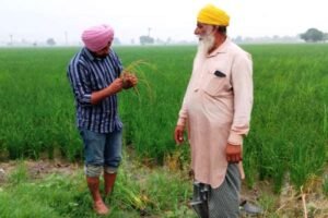 ਝੋਨੇ ਵਿੱਚ ਮਧਰੇਪਣ ਦੇ ਰੋਗ ਪ੍ਰਤੀ ਸੁਚੇਤ ਰਹਿਣ ਕਿਸਾਨ: ਪੀ.ਏ.ਯੂ.-ਕ੍ਰਿਸ਼ੀ ਵਿਗਆਨ ਕੇਂਦਰ - ਬਿਨਾਂ ਮਾਹਿਰਾਂ ਦੀ ਸਲਾਹ ਦੇ ਕੀਟਨਾਸ਼ਕਾਂ ਦੀ ਵਰਤੋਂ ਨਾ ਕੀਤੀ ਜਾਵੇ - ਡਾ. ਗੁਰਮੇਲ ਸਿੰਘ ਝੋਨੇ ਵਿੱਚ ਮਧਰੇਪਣ ਦੇ ਰੋਗ ਪ੍ਰਤੀ ਸੁਚੇਤ ਰਹਿਣ ਕਿਸਾਨ: ਪੀ.ਏ.ਯੂ.-ਕ੍ਰਿਸ਼ੀ ਵਿਗਆਨ ਕੇਂਦਰ - ਬਿਨਾਂ ਮਾਹਿਰਾਂ ਦੀ ਸਲਾਹ ਦੇ ਕੀਟਨਾਸ਼ਕਾਂ ਦੀ ਵਰਤੋਂ ਨਾ ਕੀਤੀ ਜਾਵੇ - ਡਾ. ਗੁਰਮੇਲ ਸਿੰਘ
