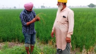 ਝੋਨੇ ਵਿੱਚ ਮਧਰੇਪਣ ਦੇ ਰੋਗ ਪ੍ਰਤੀ ਸੁਚੇਤ ਰਹਿਣ ਕਿਸਾਨ: ਪੀ.ਏ.ਯੂ.-ਕ੍ਰਿਸ਼ੀ ਵਿਗਆਨ ਕੇਂਦਰ - ਬਿਨਾਂ ਮਾਹਿਰਾਂ ਦੀ ਸਲਾਹ ਦੇ ਕੀਟਨਾਸ਼ਕਾਂ ਦੀ ਵਰਤੋਂ ਨਾ ਕੀਤੀ ਜਾਵੇ - ਡਾ. ਗੁਰਮੇਲ ਸਿੰਘ