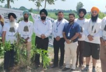 Tree Man Prof. कुलजीत सिंह और उनकी KGS Team Foundation एवं SBI की संयुक्त पहल से फिरोजपुर शहर में हरियाली का विस्तार