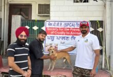 ਵਿਸ਼ਵ ਰੇਬੀਜ਼ ਦਿਵਸ ਤਹਿਤ ਅਵਾਰਾ ਕੁੱਤਿਆਂ ਨੂੰ ਮੁਫ਼ਤ ਐਂਟੀ-ਰੇਬੀਜ਼ ਟੀਕਾਕਰਨ ਕੈਂਪ ਆਯੋਜਿਤ